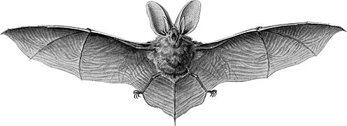 Haeckel Chiroptera Plecotus auritus 1