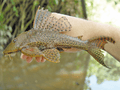 Hypostomus plecostomus - Raphaël Covain.png