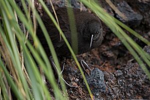 Inaccessible Island Rail