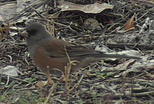 Junco hyemalis mearnsi1