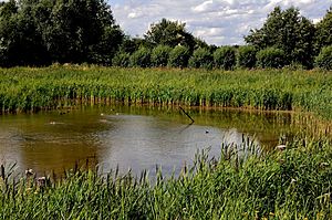 Lackford Lakes, Suffolk, England-25July2010