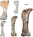 Late Cretaceous European titanosaur size