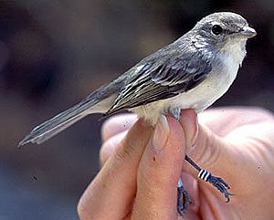 Least Bell's Vireo USGS WERC