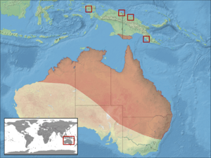 Litoria caerulea distribution