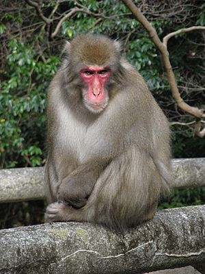 Macaca fuscata fuscata1.jpg