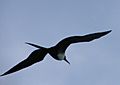 Magnificent Frigatebird 2