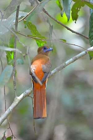 Malabar Trogon female