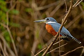 Megaceryle torquata-Ringed Kingfisher