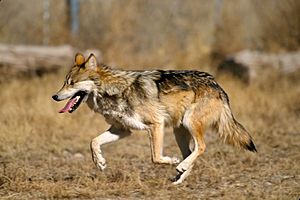 Mexican Wolf 2 yfb-edit 1