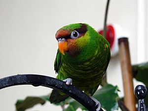 Mindanao Lorikeet (Trichoglossus johnstoniae)