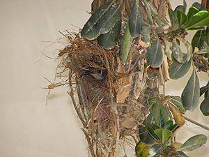 Nectarinia osea Female in Nest