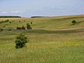 Netheravon Down - geograph.org.uk - 457150