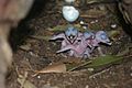 Newly hatched chicks of Australian Laughing Kookaburra