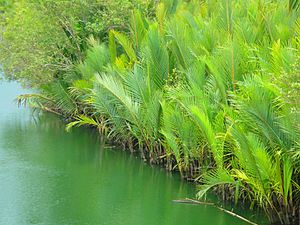 Nipa palms.jpg