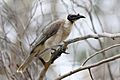 Noisy Friarbird dec07