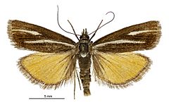 Orocrambus heliotes male2.jpg