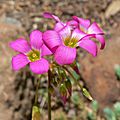 Oxalis magnifica 2