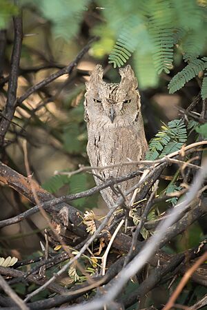 Pallid Scops Owl.jpg