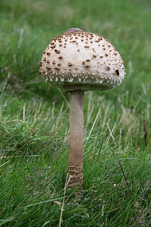 ParasolMushroom.JPG