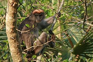 Piliocolobus rufomitratus 35499959 (cropped).jpg