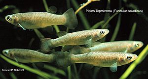 Plains Topminnow - Fundulus sciadicus.jpg