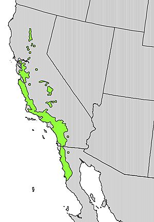 Platanus racemosa range map.jpg