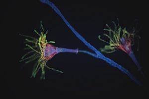 Polyps of Cnidaria colony