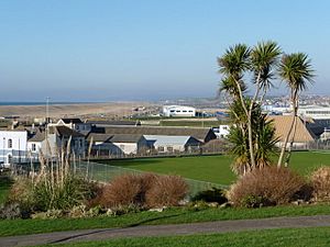 Portland, Victoria Gardens palm trees - geograph.org.uk - 1093119