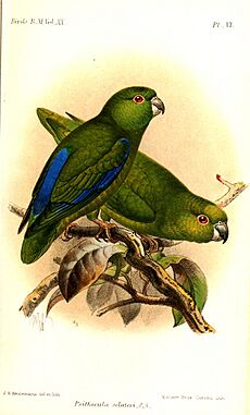 PsittaculaSclateriKeulemans