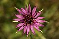 Purple salsify (7356683346)