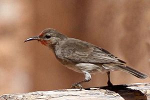 Red-headed Honeyeaterf