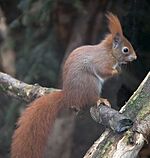 Red Squirrel 1c.jpg