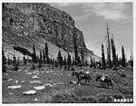 A riding ranger with mules near the Chinese Wall.