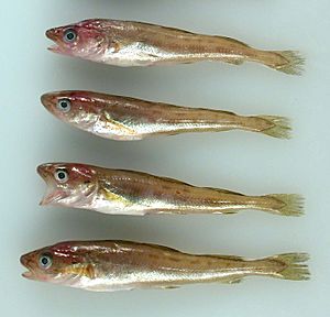 Saffron Cod Juveniles.jpg