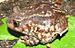 Scaphiopus holbrookii1-.jpg