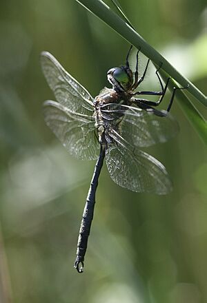 Somatochlora hineana 2010-1