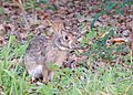 Swamp Rabbit (Sylvilagus aquaticus).jpg