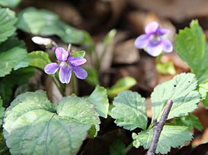 Sweet violet Nine Wells