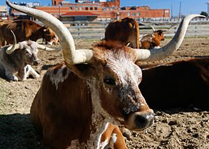 TexasLonghornCattle