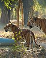 Tigers at the water hole