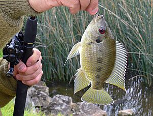 Tilapia mariae Australia