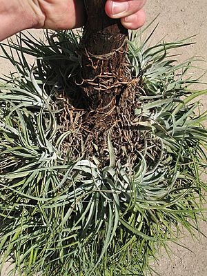 Tillandsia kammii (TS) 2-03519