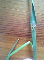 Timothy ligule