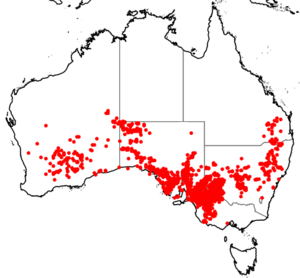 Triodia scariosa range map 2022.png