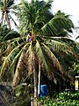 Up on the Coconut Tree