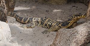 Varanus salvator cumingi.jpg