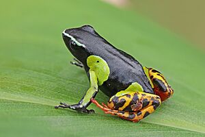 Variegated golden frog (Mantella baroni) Ranomafana.jpg