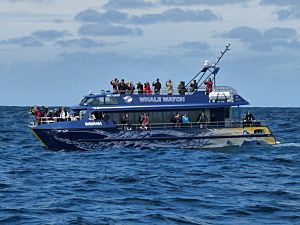 Whale watching ship