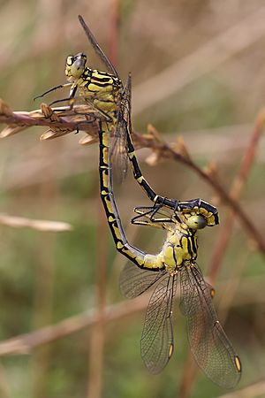 Yellow striped hunter mating