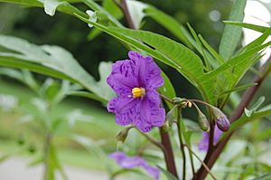 2007 solanum laciniatum